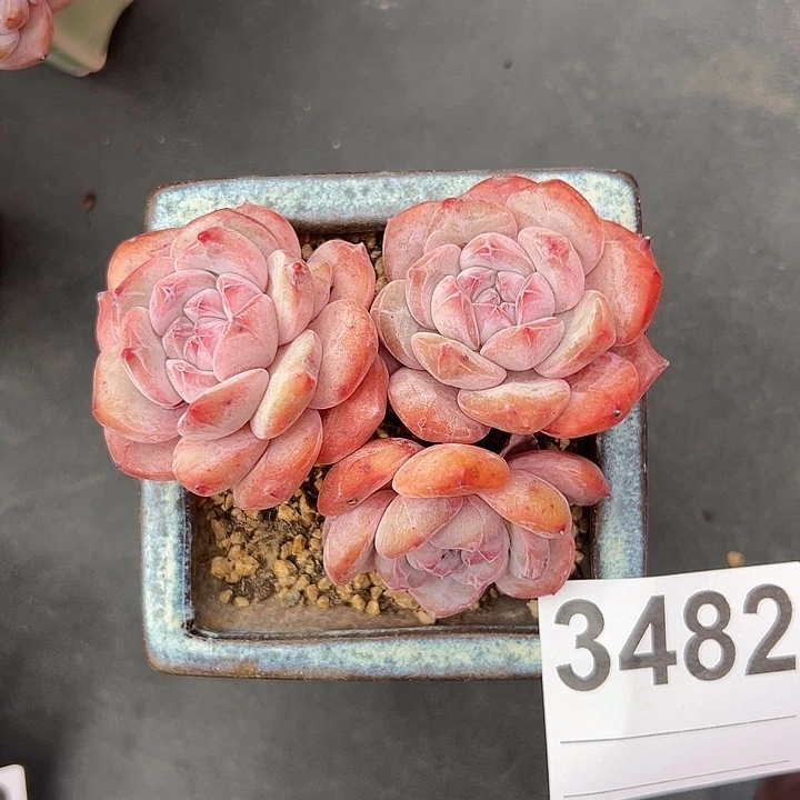 3482，三头星影带盆的时候