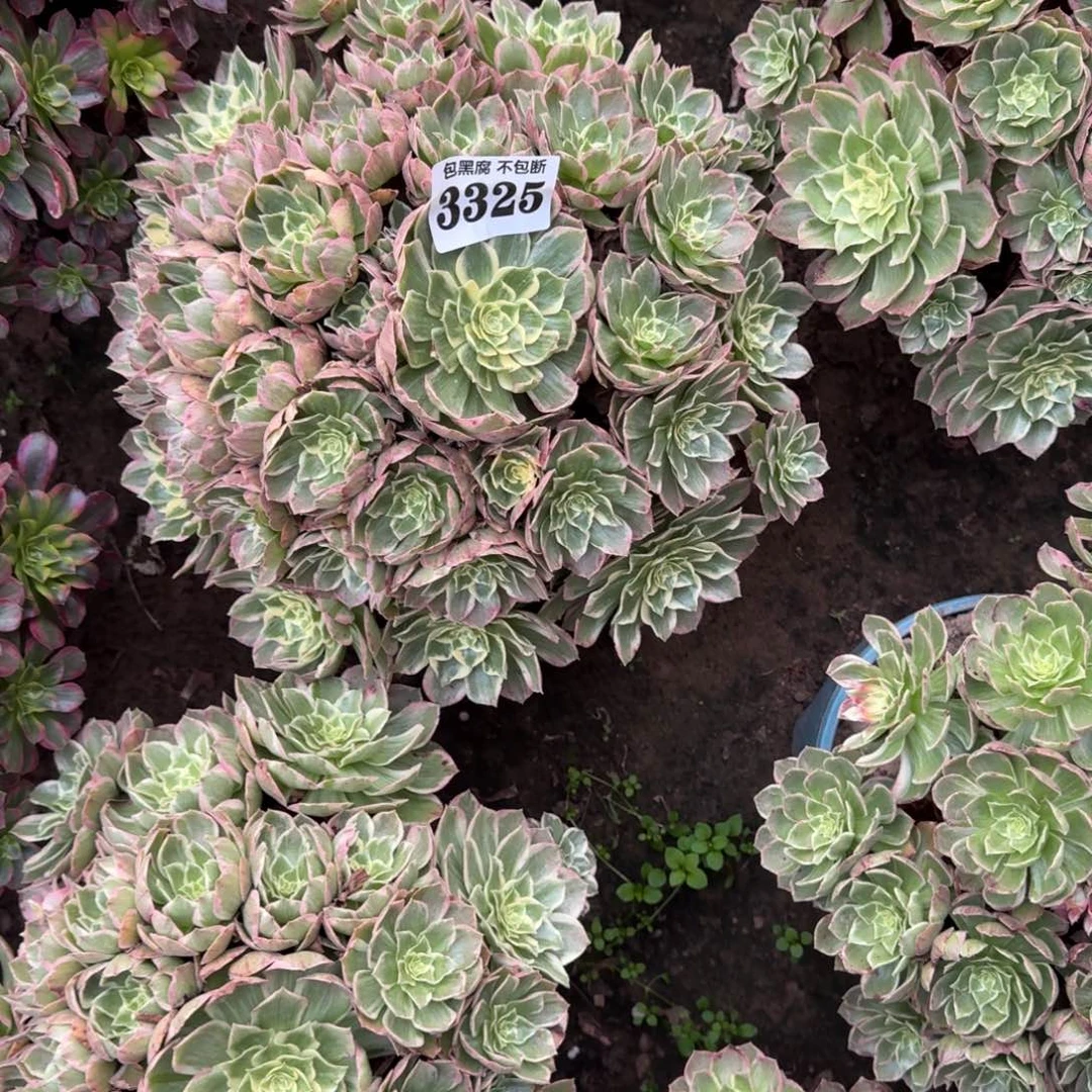 法师莲花座16-20 3325