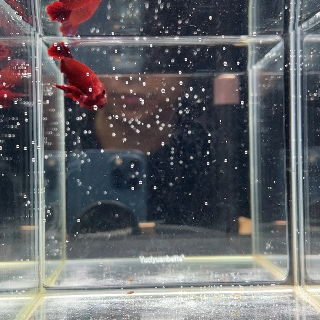 斗鱼九月二十五日竞价