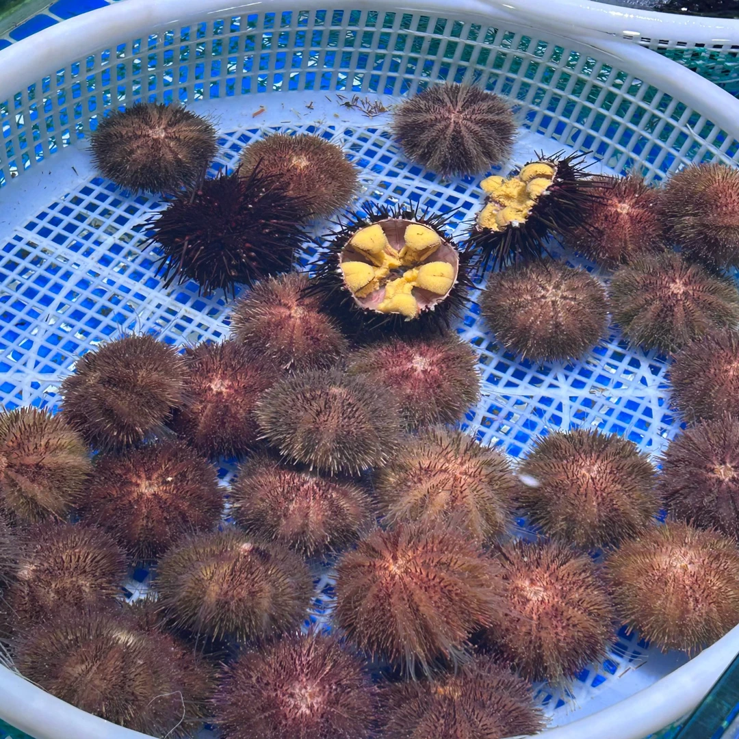应季马粪海胆2两38元一个
