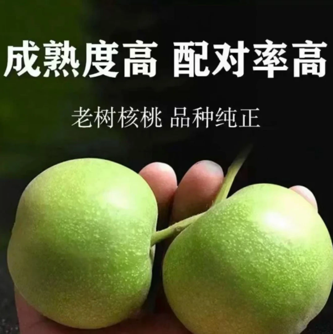 新号福利 苹果园(4个)保熟 保品