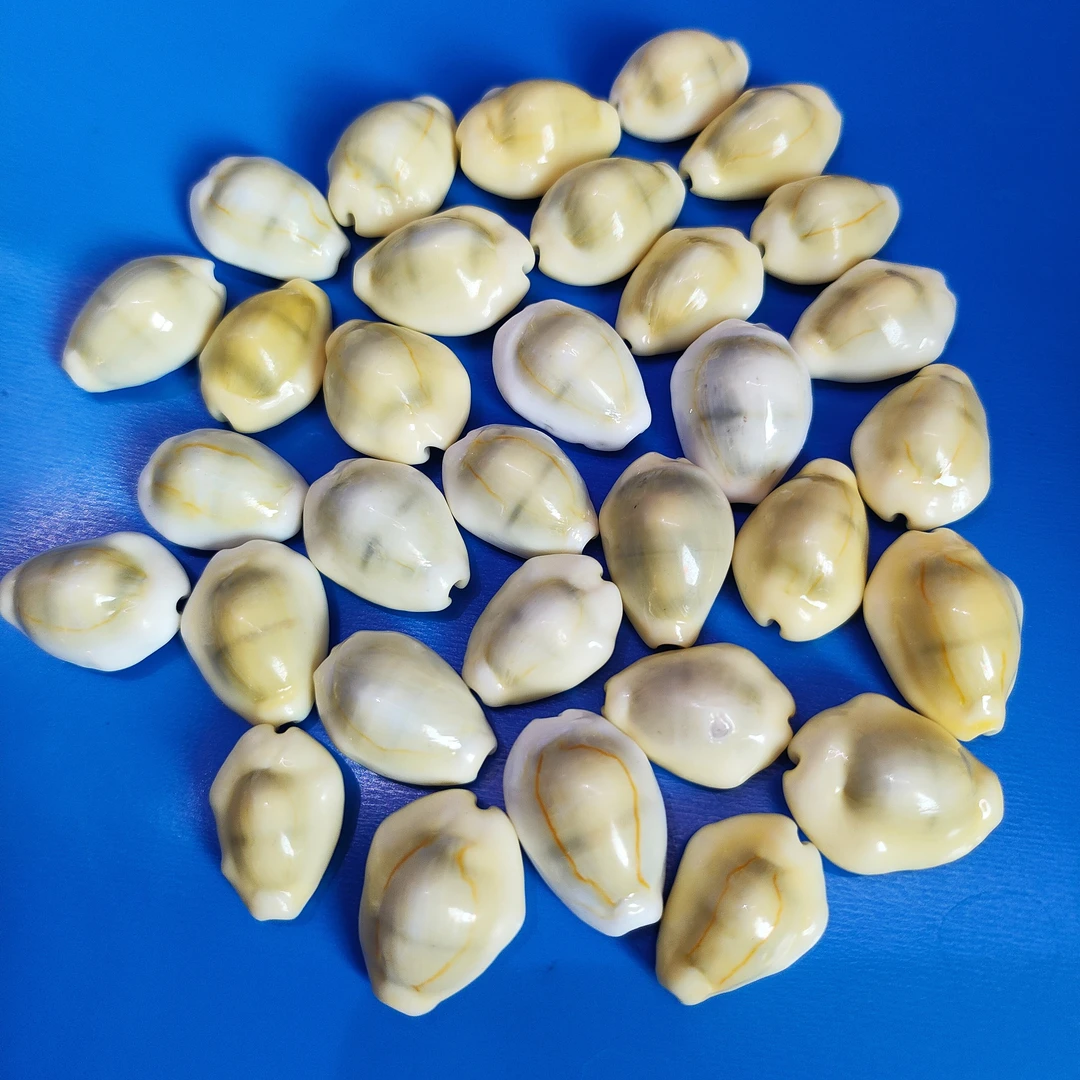 黄宝螺  天然海螺贝壳标本收藏家居装饰鱼缸造景手工diy壁画材料