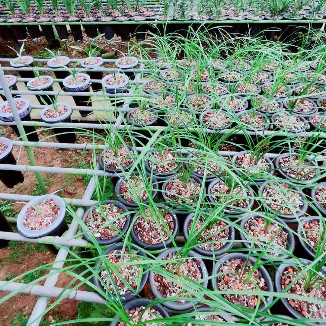 完全开放精品购物建兰国魂