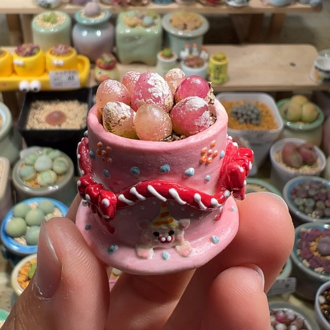 ?**雪多肉植物63号拇指盆