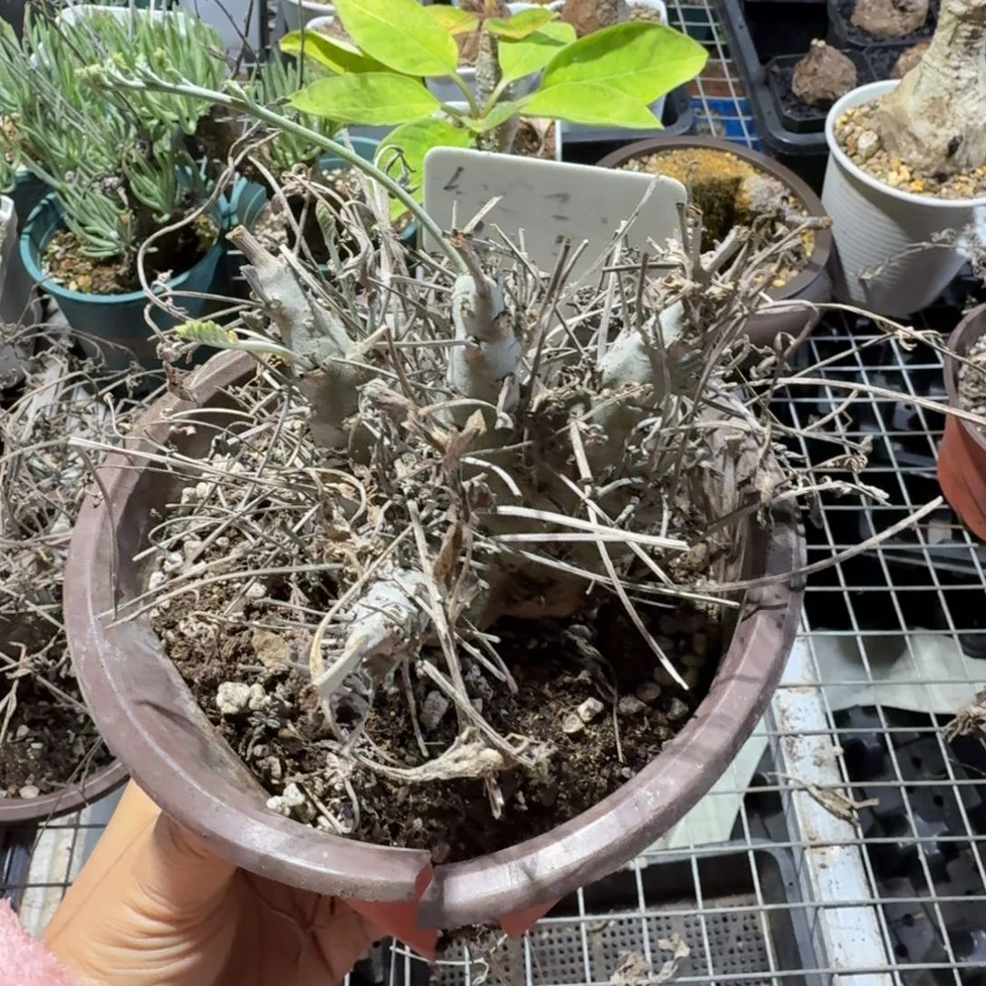 咪****沉香鹿茸洋葵（土球发