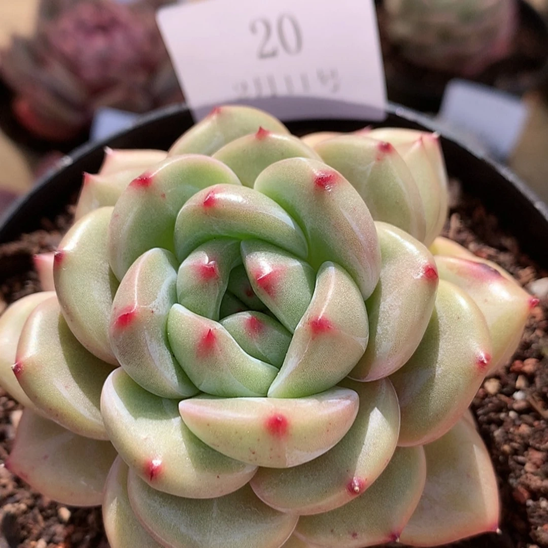 【闪购商品】云20号