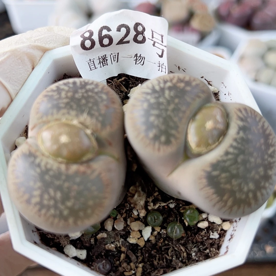 8628 好养易活生石花大母本