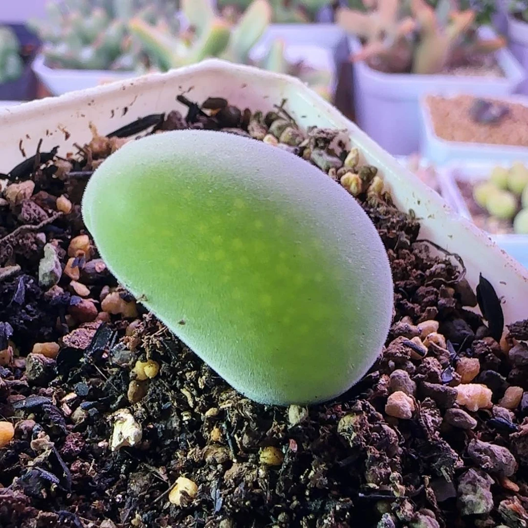 【闪购商品】123456789