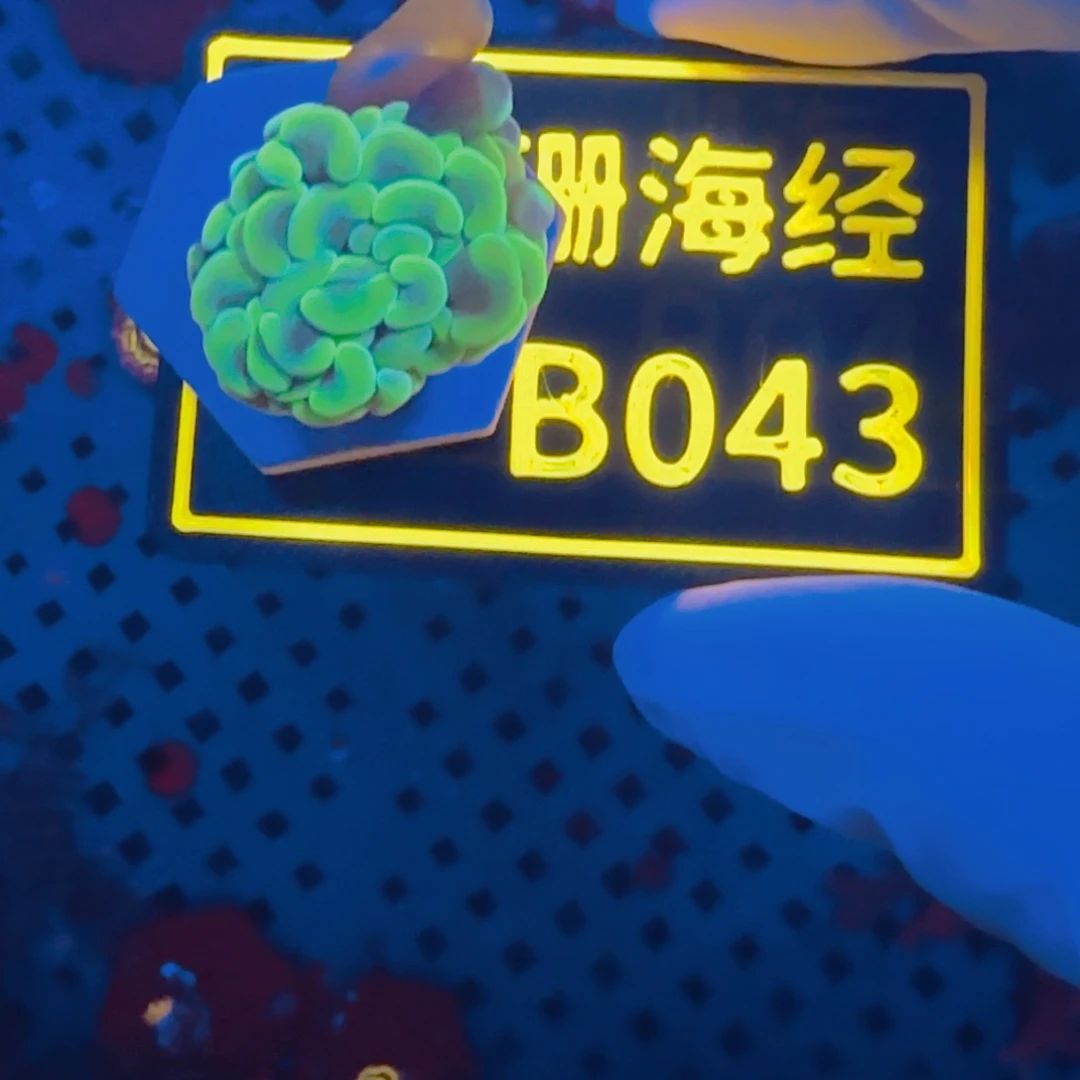 五***.纽扣珊瑚晓晓不包邮榔头B043