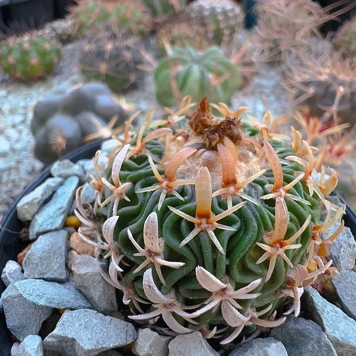 短豪刺太刀岚。自根养定。