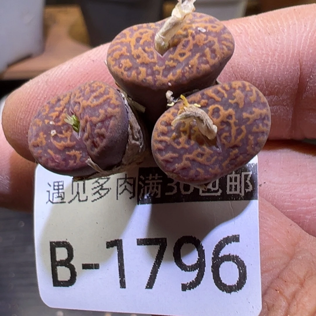 多肉植物111111111111
