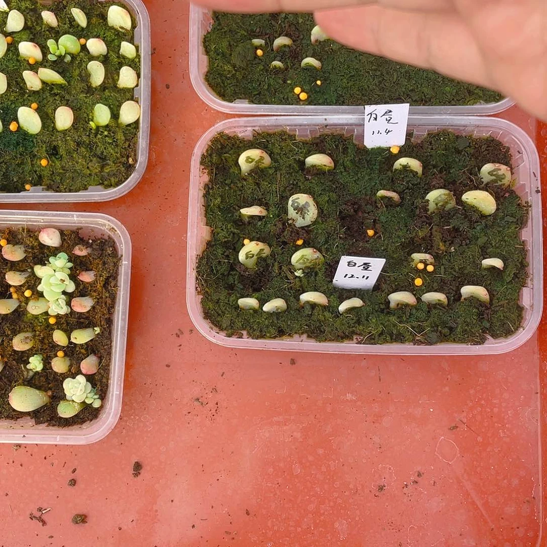 白昼芝麻苗一个满25包邮