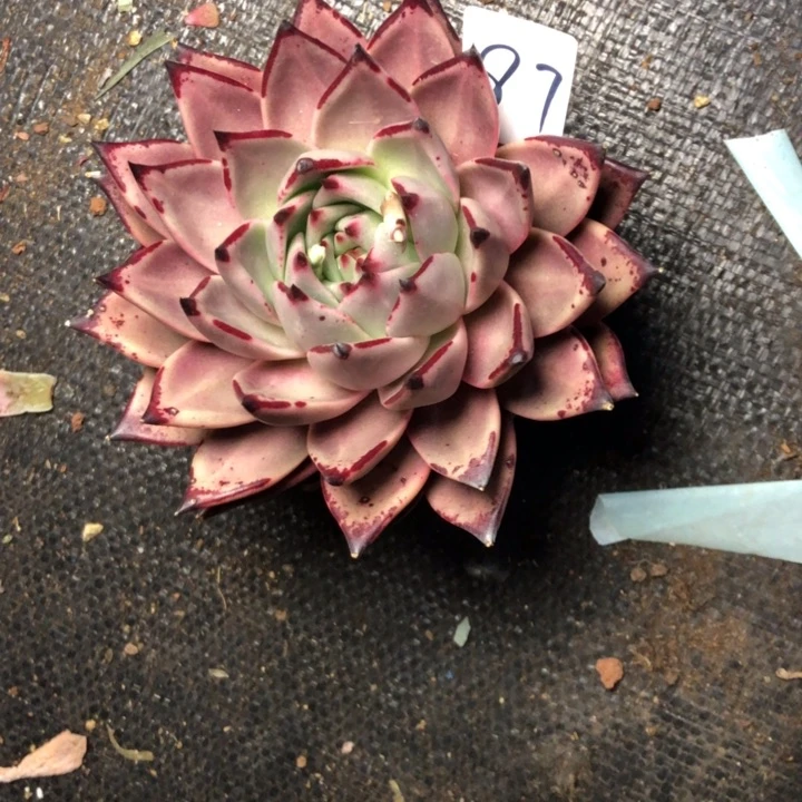 不**?87////////////////