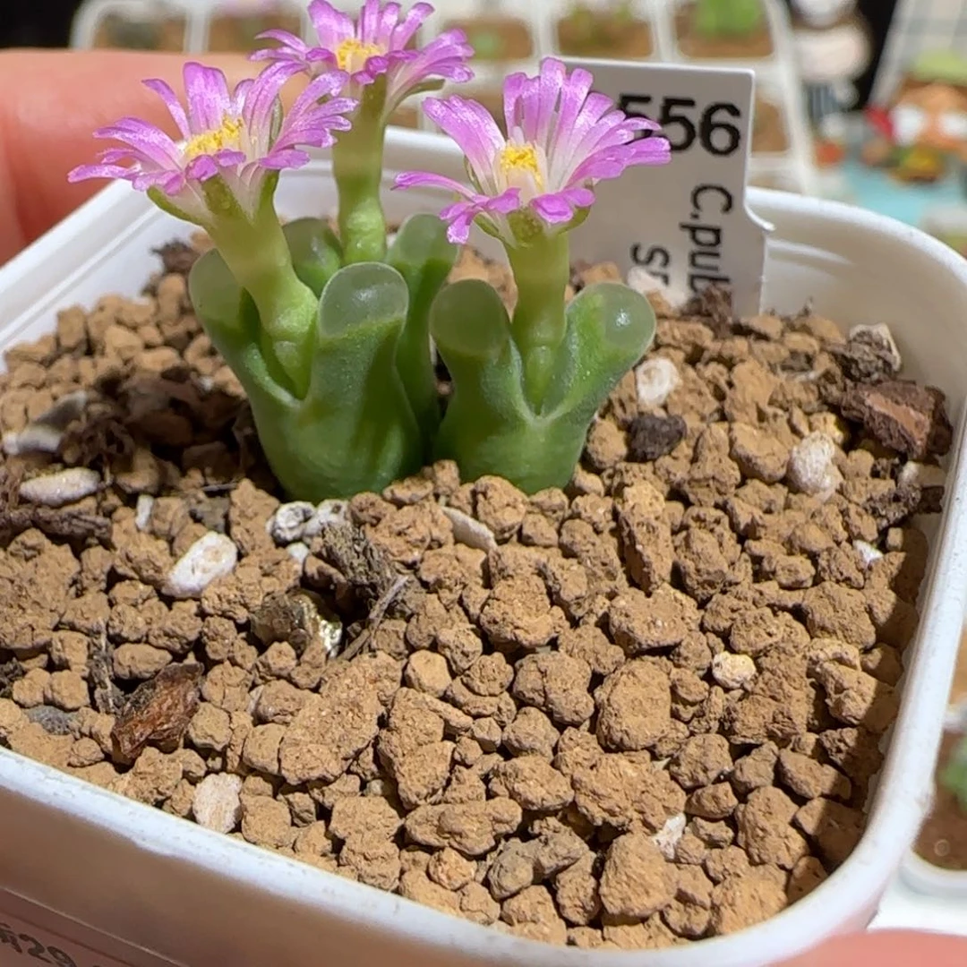 肉锥多肉植物百科-极窗母本1409