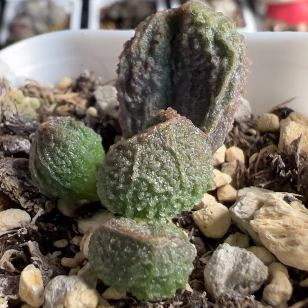 实生新品大苗多肉植物水泡多肉植物