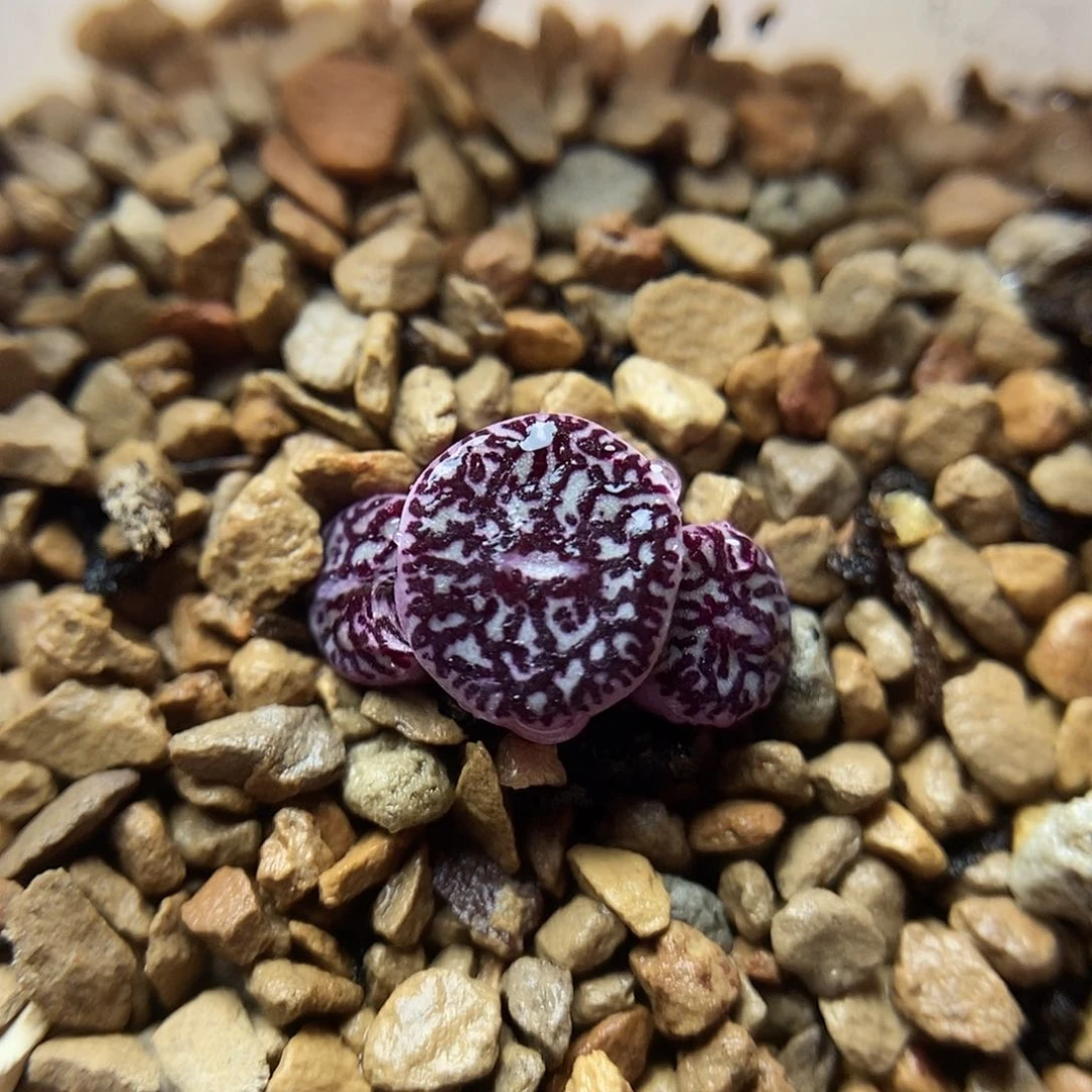 714墨一颗三头包邮