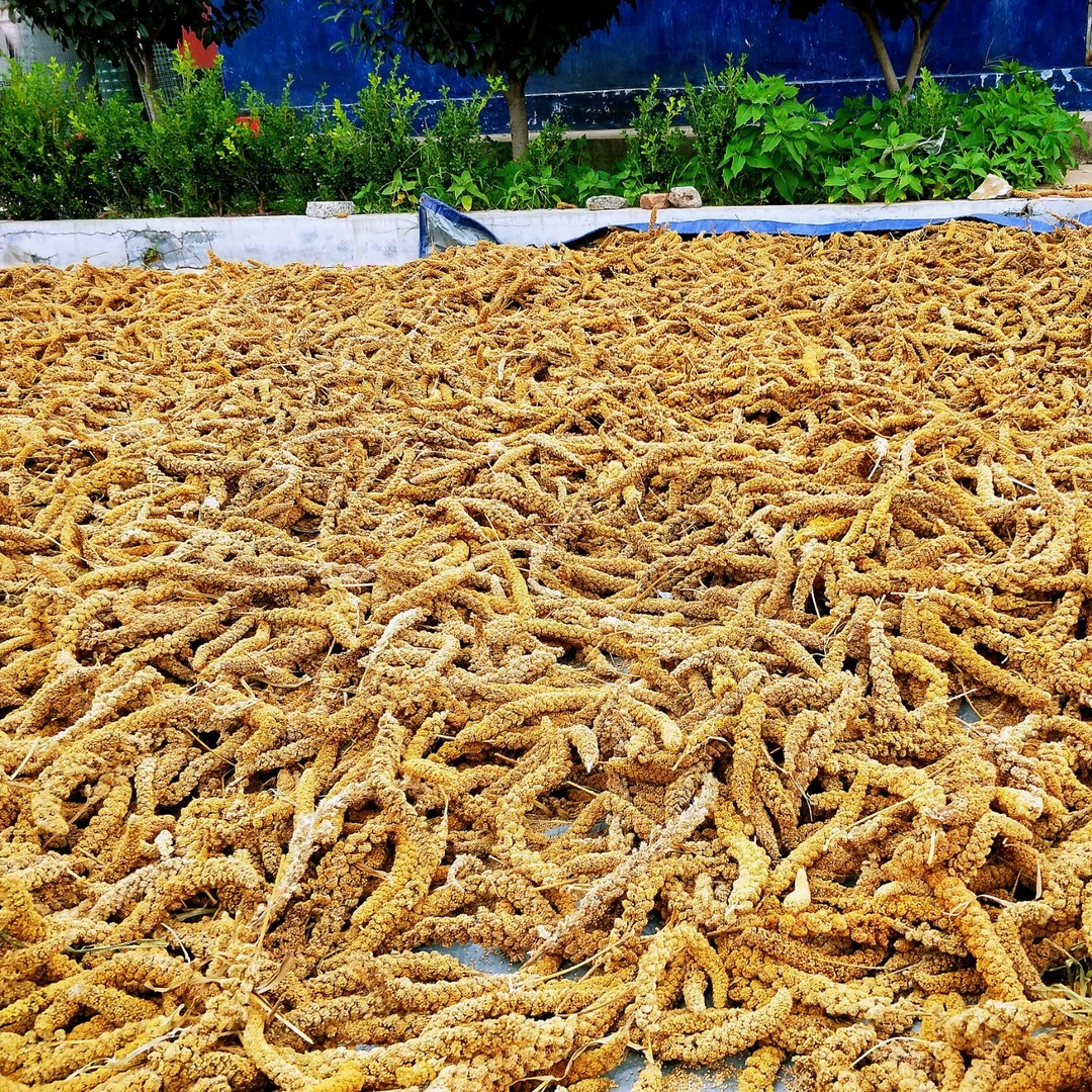 25年新小米农家山地小米宝宝米月子米米脂厚米油厚无抛光打蜡染色