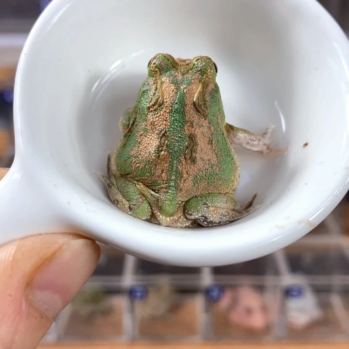 角蛙132号微瑕疵波子角蛙
