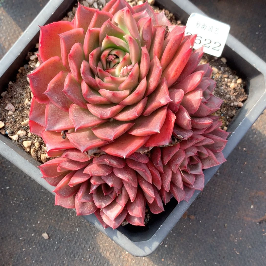 珍*3622杂交多肉植物