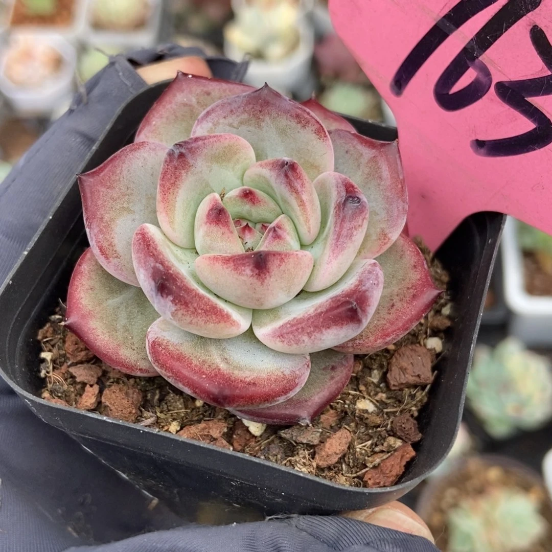 763夜魔侠多肉植物保护