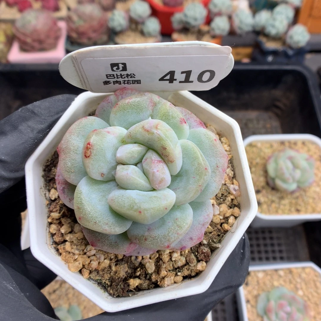 410 冰玉石化多肉