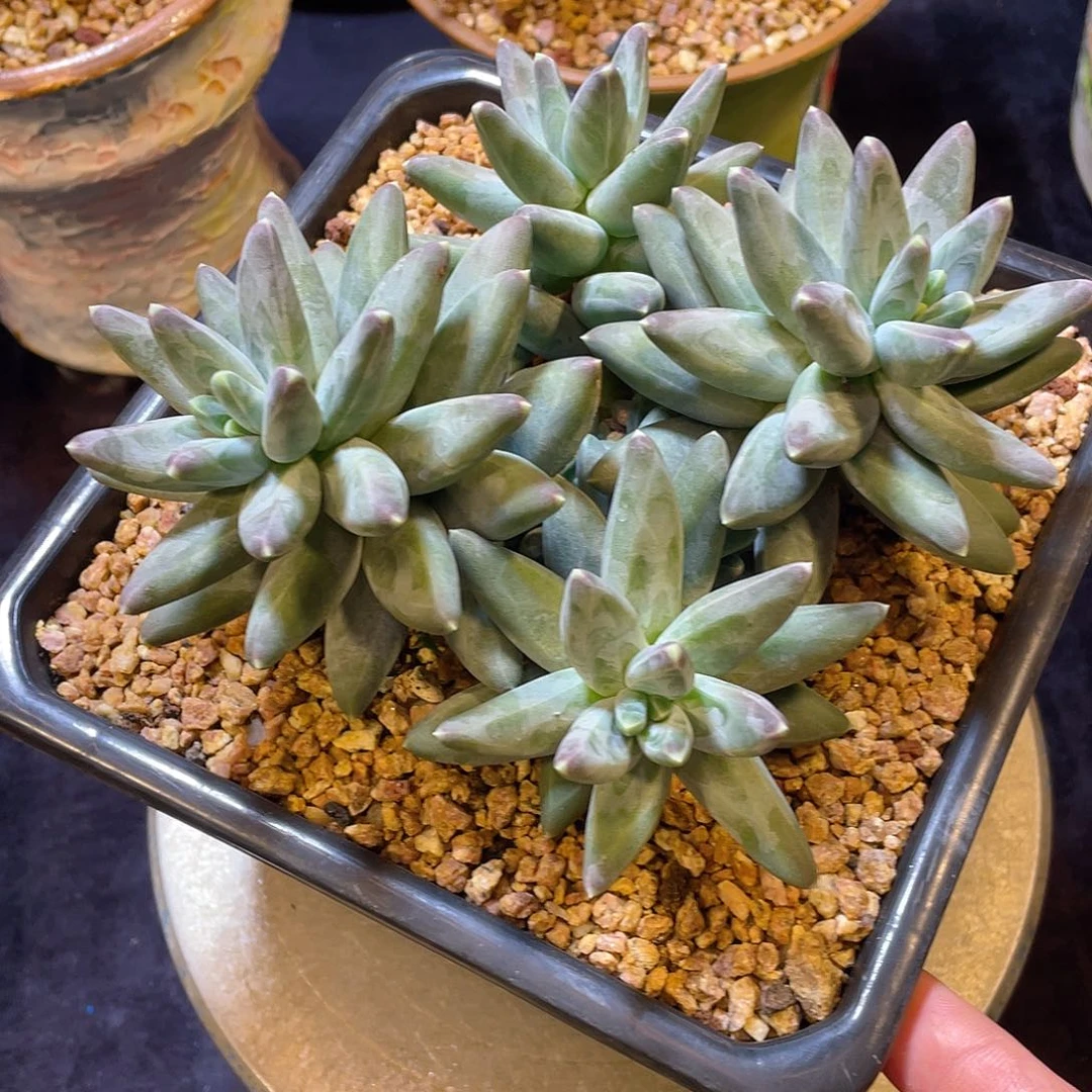 多肉植物脱土包邮