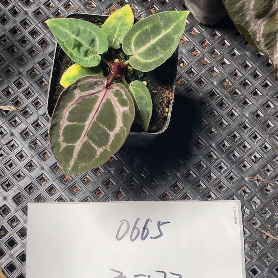 哩***栗完全开放0665 条形码 cherry boy（双十一福利）