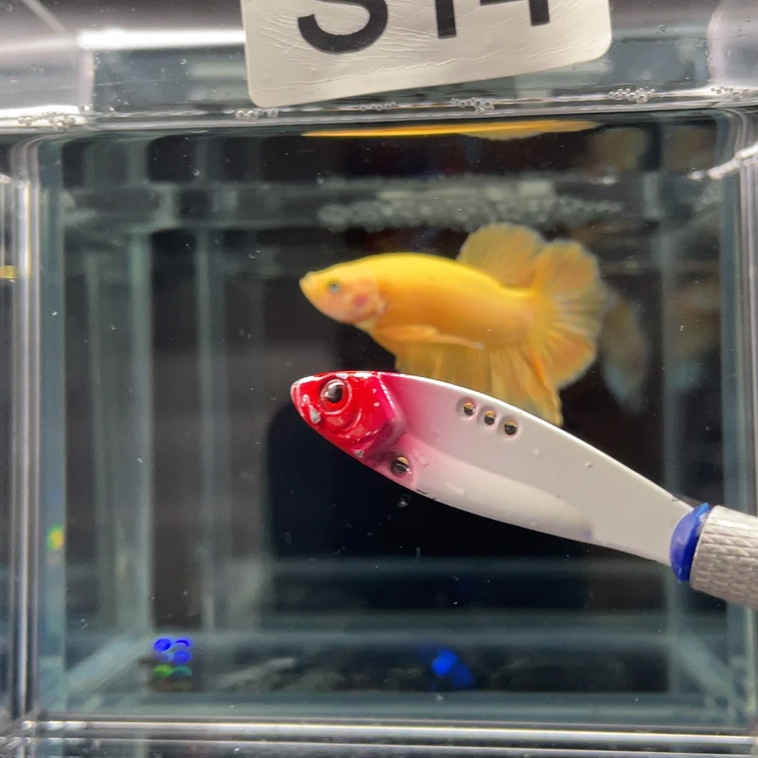 斗鱼11.24早014号超黄将军公 014