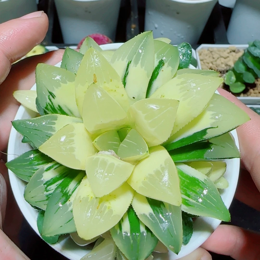 手捧花姬寿锦多肉