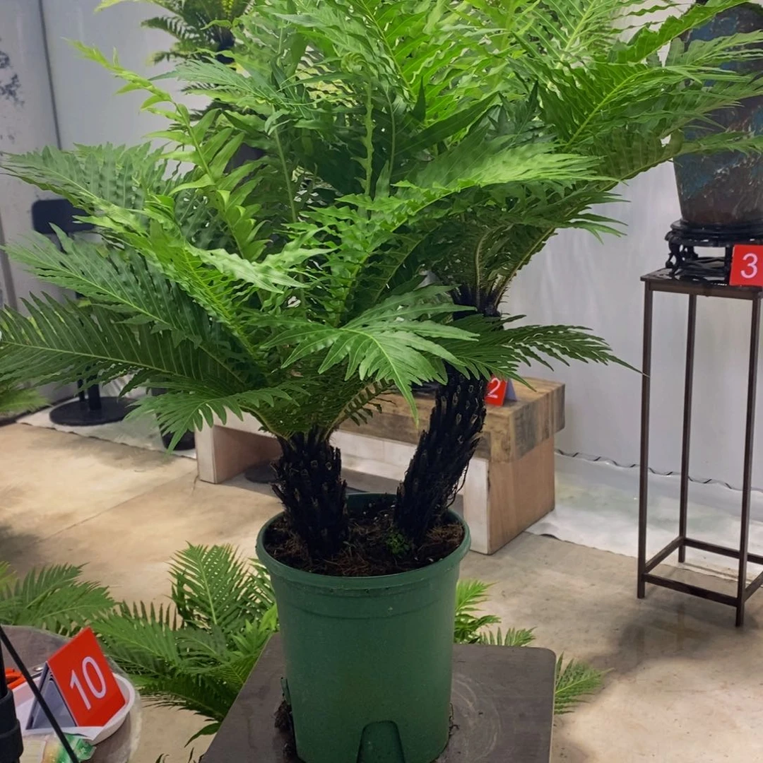 无花朵莉*精致老桩富贵蕨素材