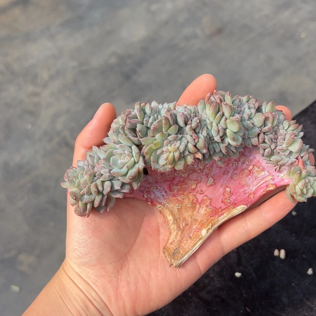 冰*雨新年快乐 新年快乐 新年快乐