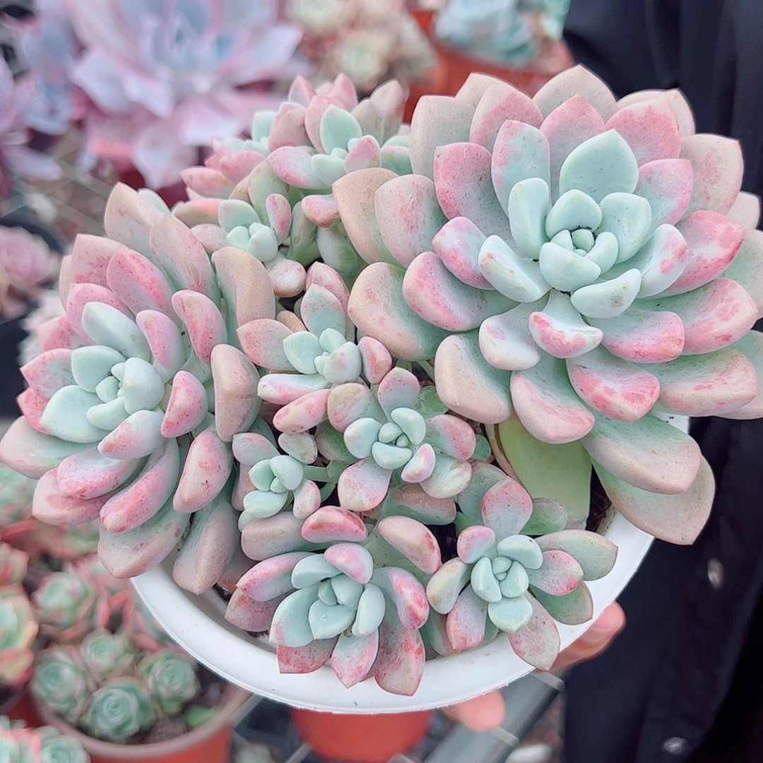 花斑鹿双头起发带崽