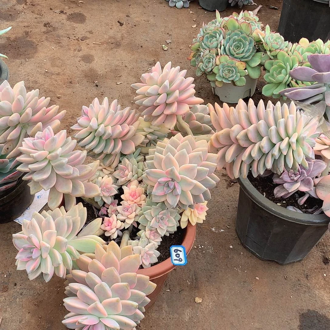 609淡雪锦一物一拍多肉