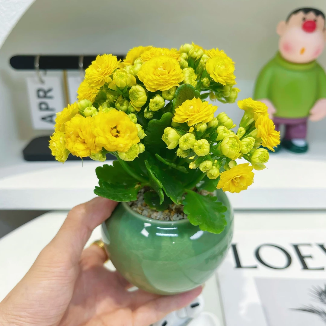 黄色重瓣柏丽长寿花桌面好养洛桑带花苞全年开花室内花卉绿植盆栽