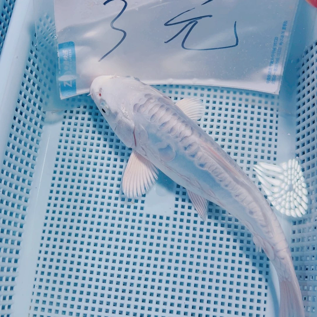 海水鱼锦鲤冷水119