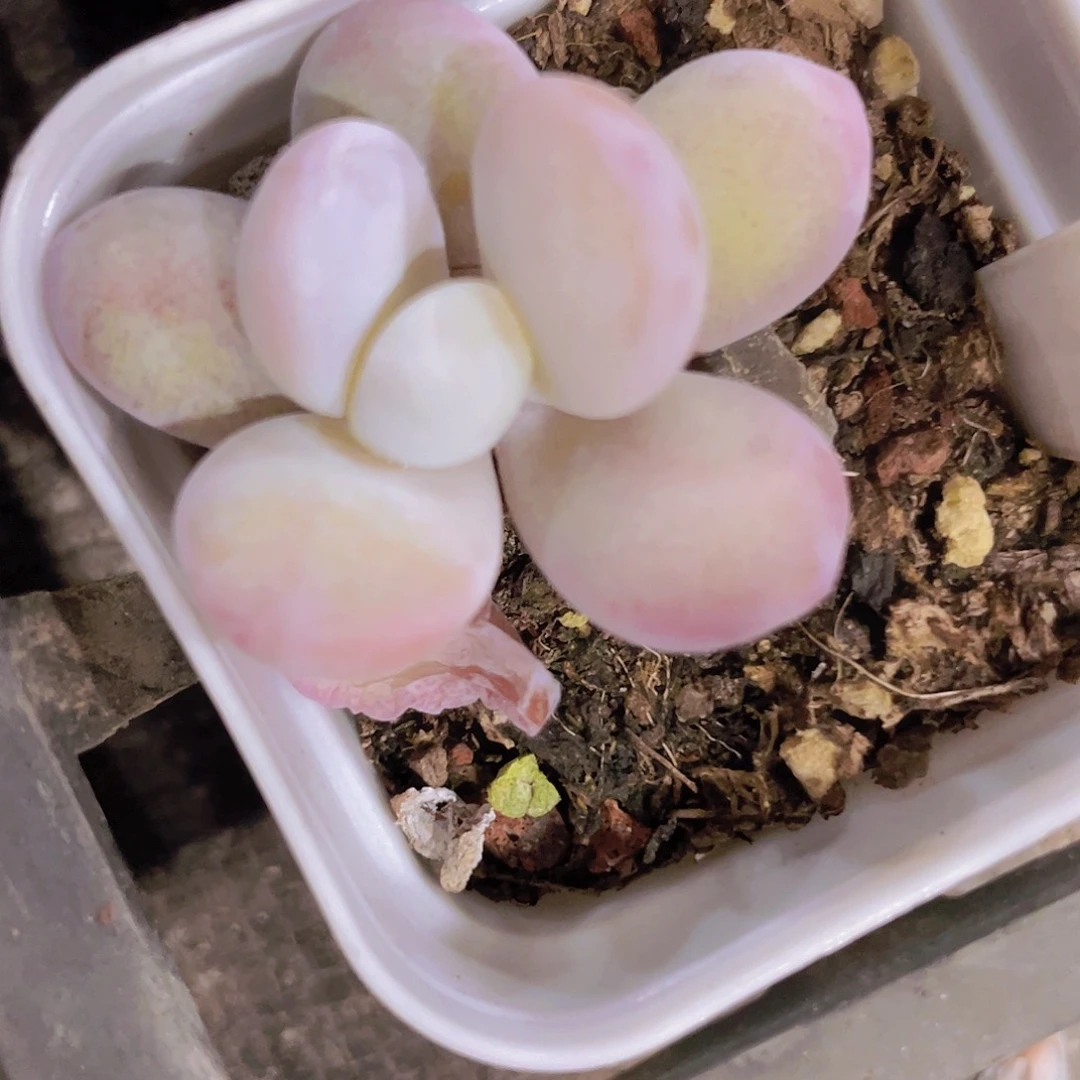 彩虹雪美人e061一物一拍