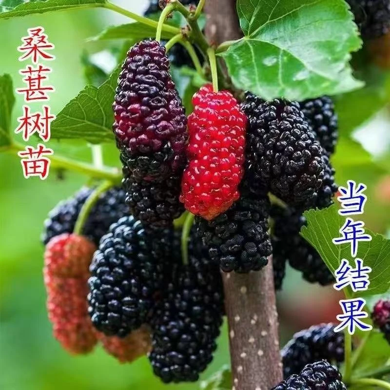 正宗桑树苗黑桑长果桑桑葚树苗盆栽地栽南方阳台庭院当年种植