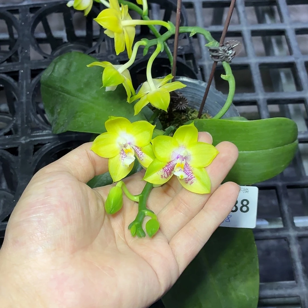 当前无花朵，栽培后可花朵A888弥陀双剑鹰