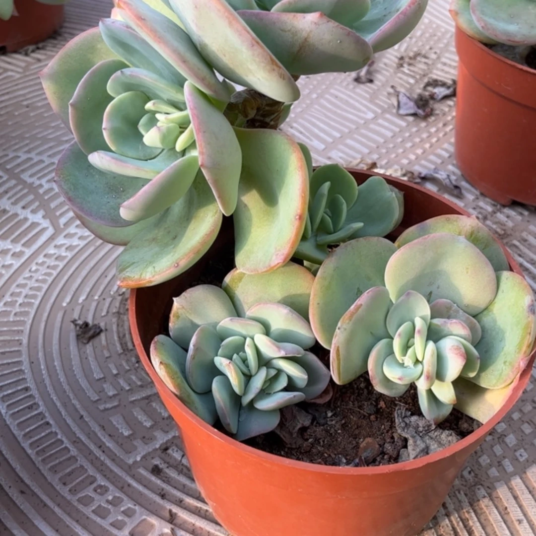 【闪购商品】无花朵綦**农