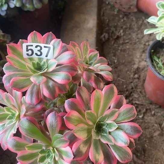 无花朵女妖537号不包断枝