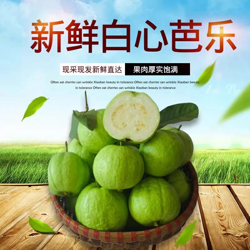 广东番石榴芭乐1/3/5斤巴乐树上熟广西时令水果潘脆爽当季应季四