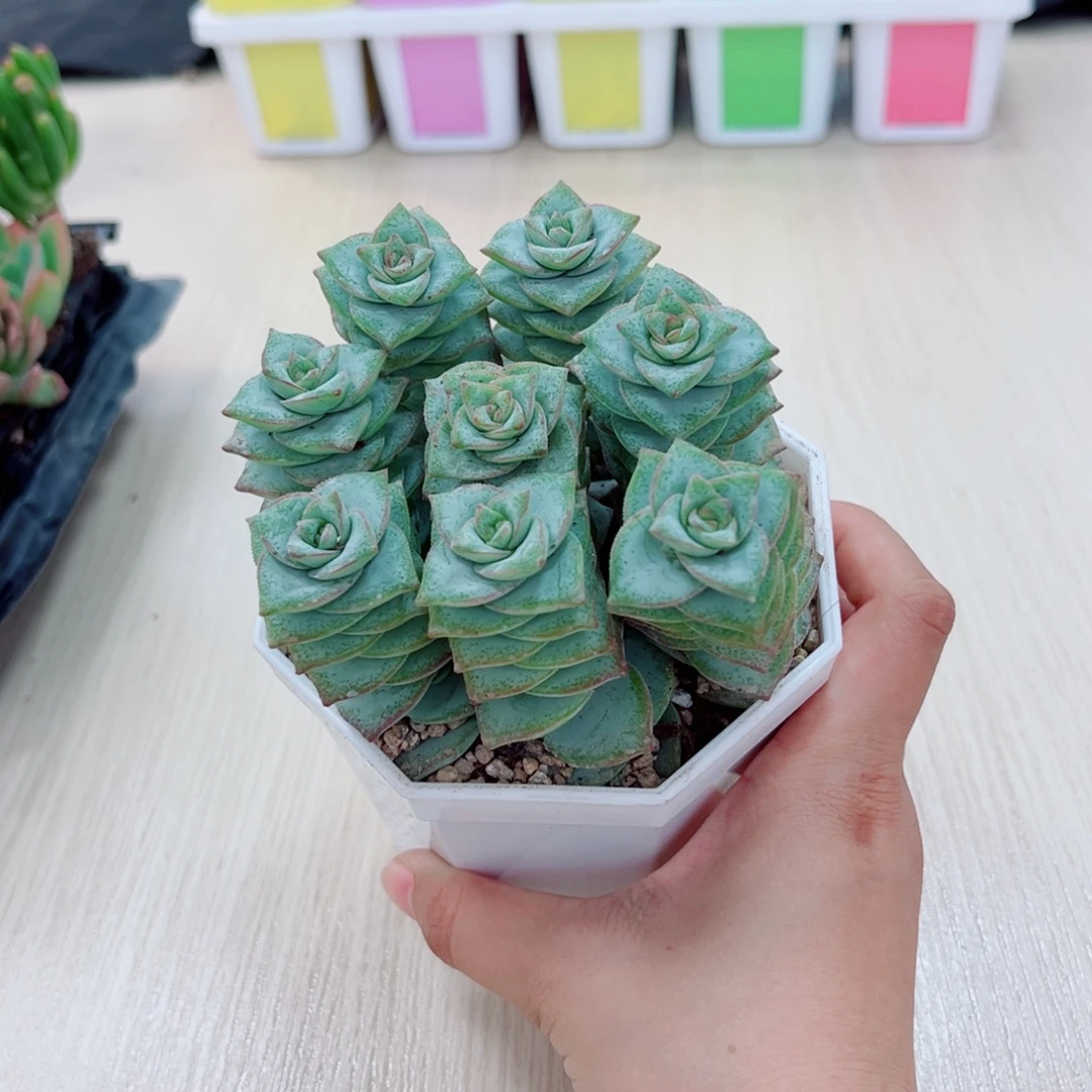 钱串八颗送八角盆土