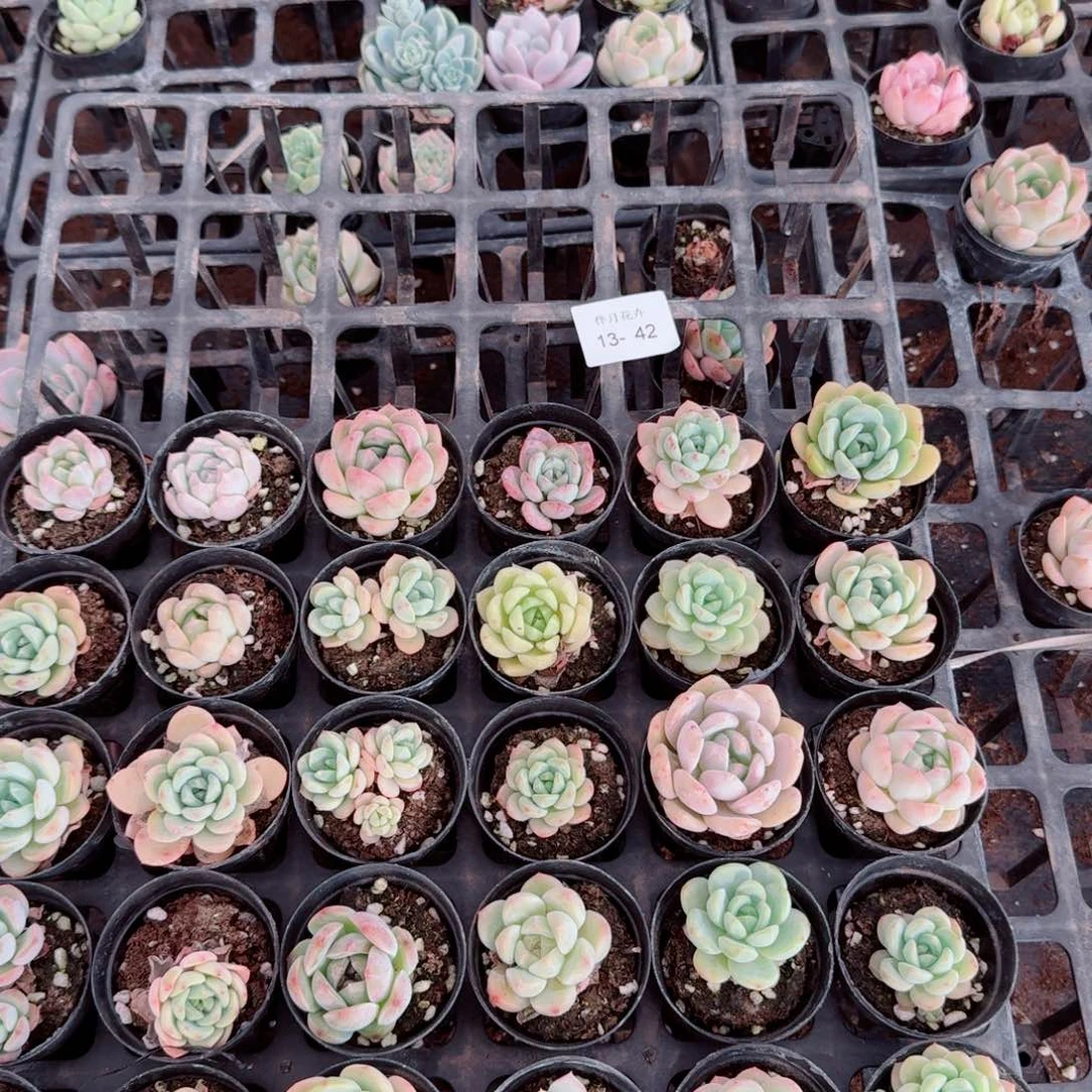 梦露母本杂交三十颗混合量拍13-42