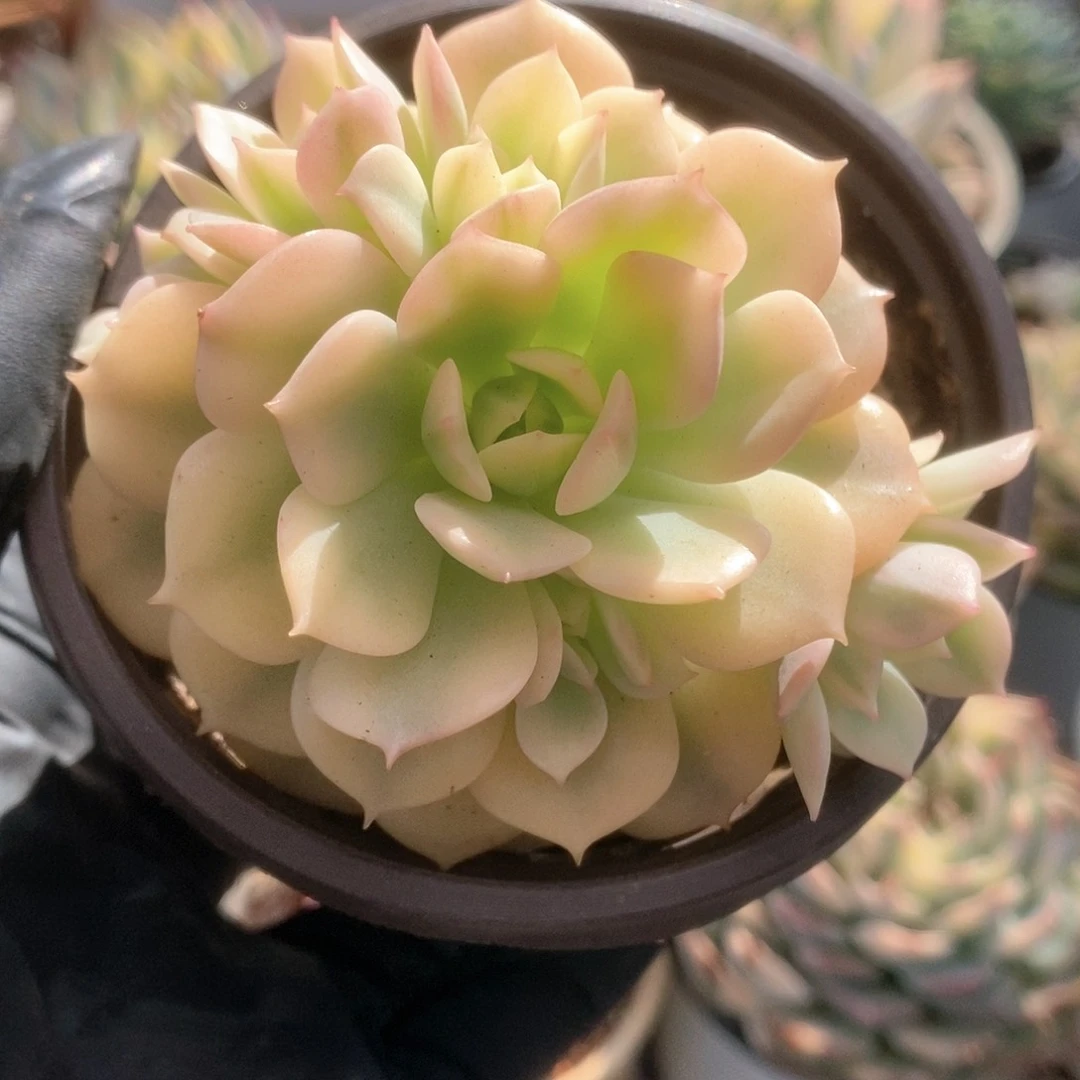 080红化妆锦锦锦锦锦锦