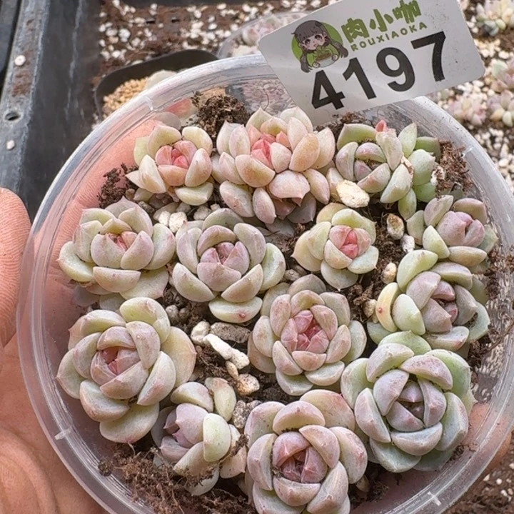 多肉植物多肉植物