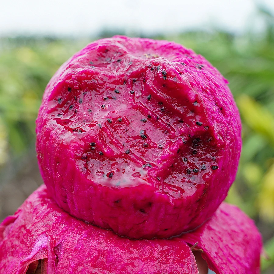 海南金都一号火龙果1个装*400g+