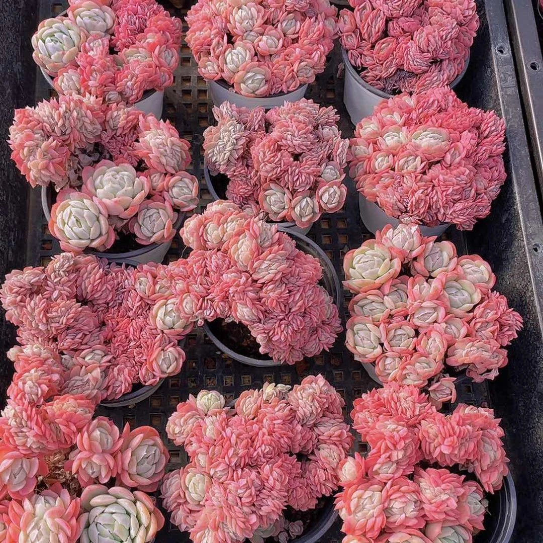 量拍67号 胭脂缀化一个