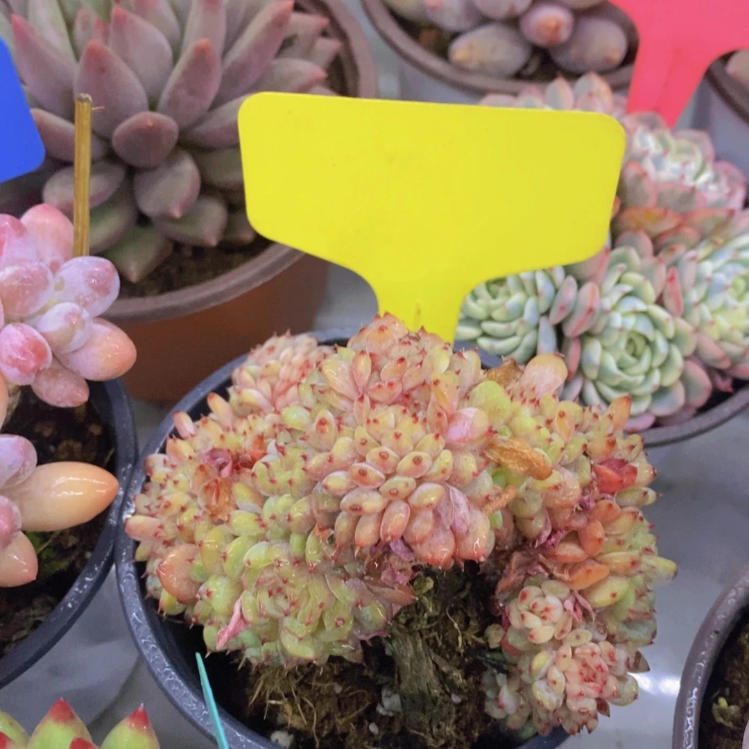 开心多肉，首播2欢迎