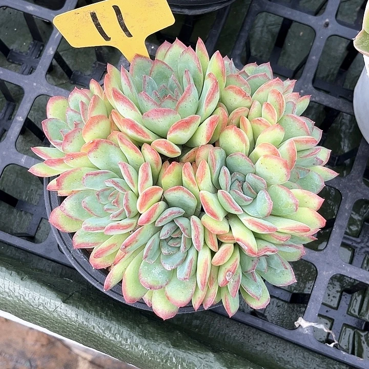 美人11号码牌子的话题