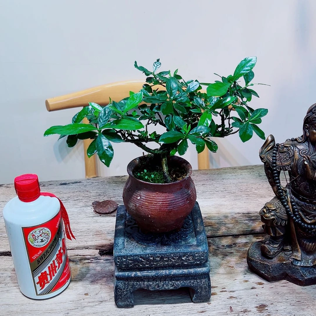 完全开放海岛栀子花一物一拍